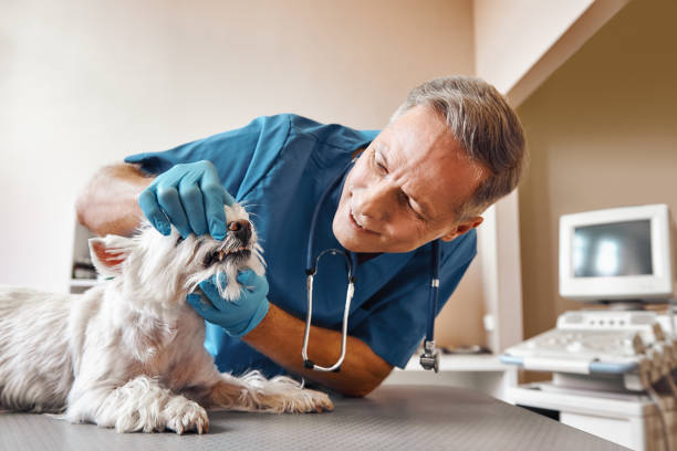 Best Emergency Root Canal Treatment in Orange Beach, AL
